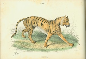 Left-hand side of a sample page spread depicting the proper coloration for "Tigre Royal"