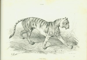 Right-hand side of the same page spread, offering the student a chance to try her hand at painting the tiger.