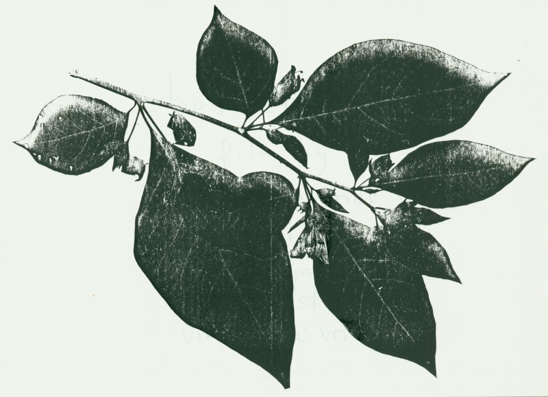Atropa belladonna, silkscreened. Frontispiece from <i>Belladonna: A Film</i>.