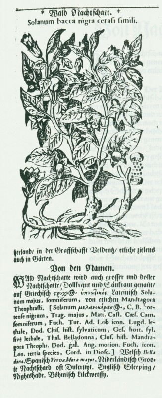 Reproduced from Tabernaemontanus, J.T.  "Von Wald Nachshatten," Neu Volkommen Krauterbuch. 1731.
